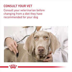 consult your vet before diet change